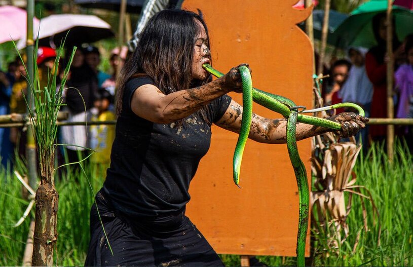 اجرای نمایش های مختلف در مزارع برنج