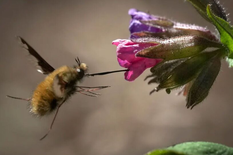 زنبور عسل در حال مکیدن شیره گل