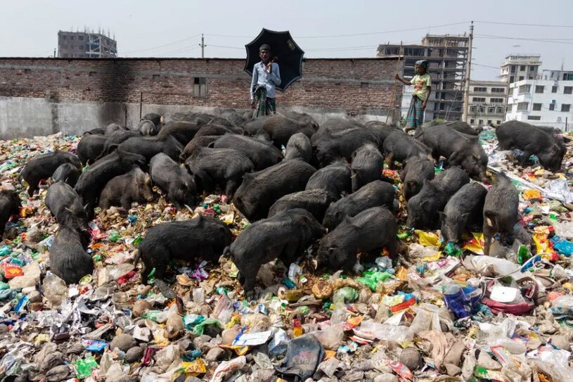 تغذیه یک گله خوک از زباله های شهری