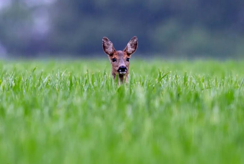 علفزارهای حومه شهر فرانکفورت آلمان
