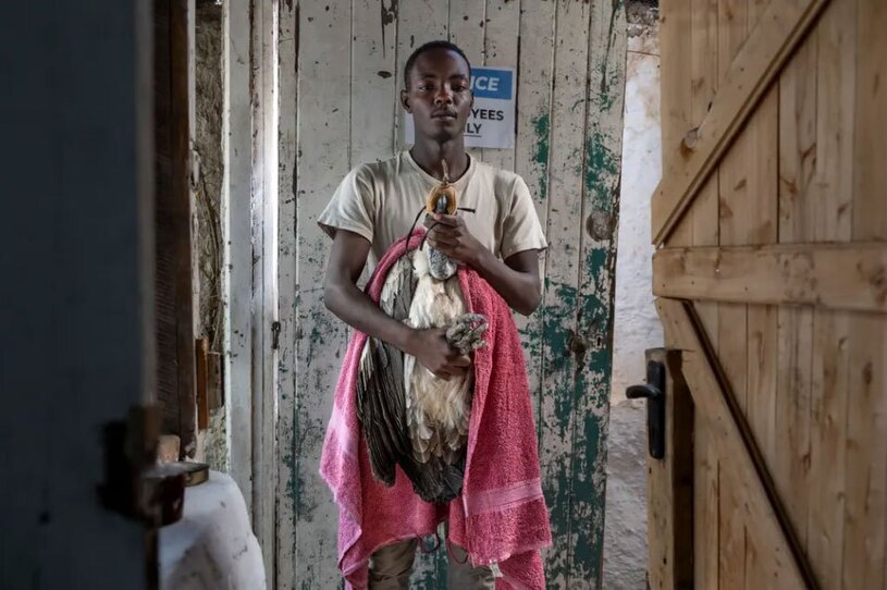 آماده کردن یک کرکس پشت سفید در معرض خطر انقراض برای عکسبرداری