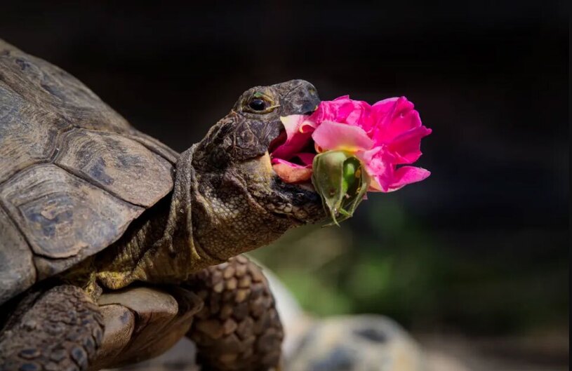 دیدنی های امروز؛ از رای دادن زندانی مکزیکی تا عکس های کمدی حیوانات خانگی عکاسی کمدی از حیوانات خانگی 2024