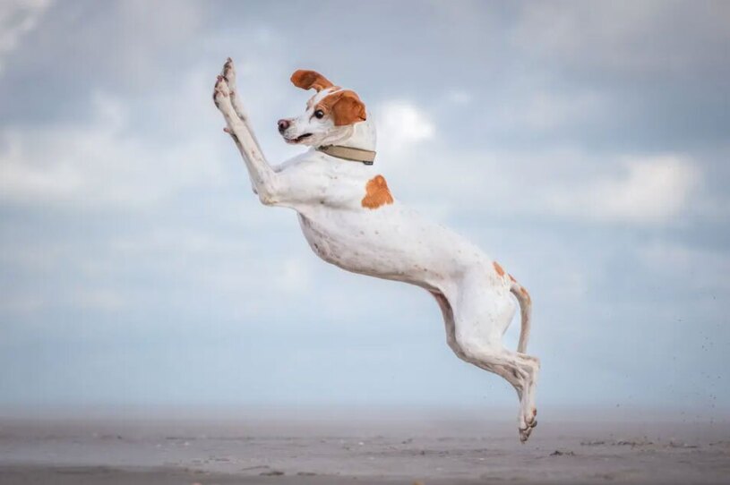 دیدنی های امروز؛ از رای دادن زندانی مکزیکی تا عکس های کمدی حیوانات خانگی عکاسی کمدی از حیوانات خانگی 2024