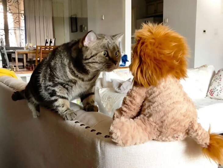 دیدنی های امروز؛ از رای دادن زندانی مکزیکی تا عکس های کمدی حیوانات خانگی عکاسی کمدی از حیوانات خانگی 2024