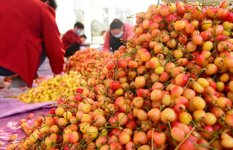 برداشت گیلاس در شاندونگ