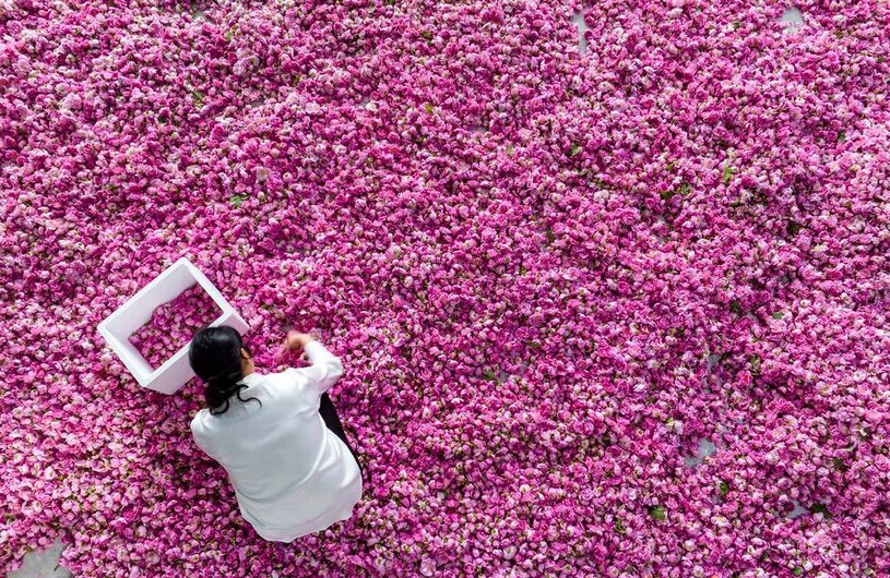 برداشت گل رز از سوی کشاورزان استان جیانگسو