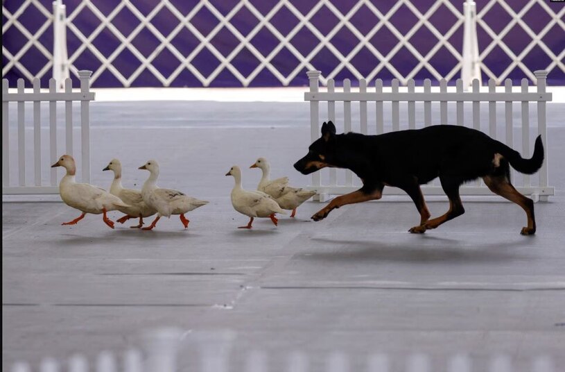 سگی در مسابقات سگ های نگهبان در نیویورک