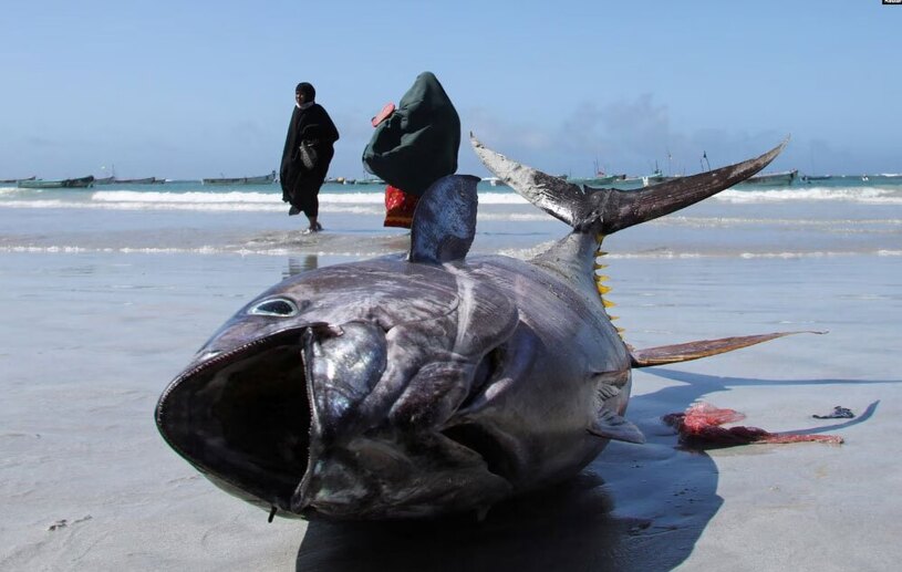 دیدنی های امروز؛ از تک تیراندازی رهبر کره شمالی تا انتخابات هند ساحل موگادیشو سومالی