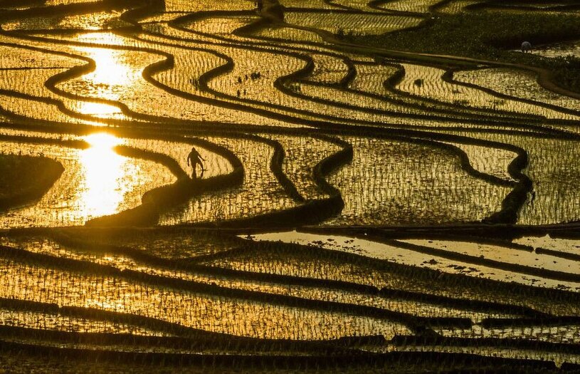 دیدنی های امروز؛ از تک تیراندازی رهبر کره شمالی تا انتخابات هند شالیزاری در استان گویژو چین