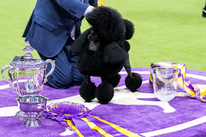 برنده مسابقه سالانه سگ ها