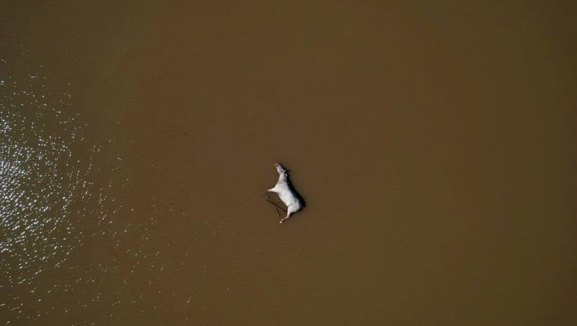 اسب تلف شده در سیل مرگبار