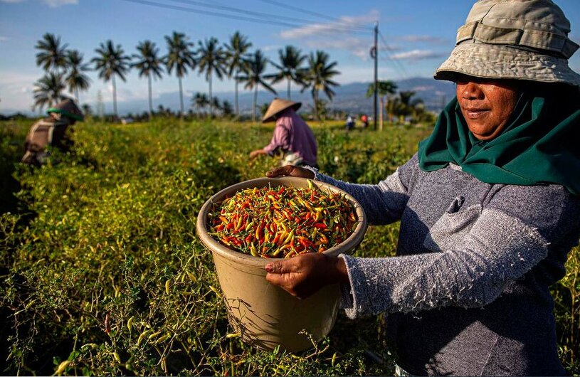 دیدنی های امروز؛ از دعای پاپ فرانسیس تا سفر پوتین به چین کشاورزان اندونزیایی در حال برداشت فلفل قرمز