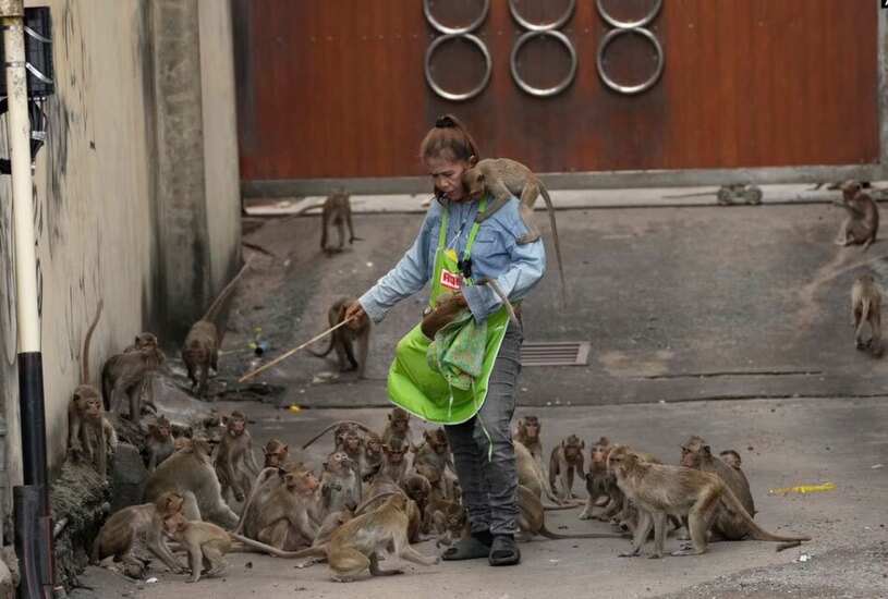 دیدنی های امروز؛ از کوهنورد افسانه ای نپال تا شهر میمون های تایلند میمون ها را در مقابل یک فروشگاه قطعات خودرو
