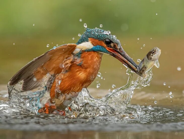 دیدنی های امروز؛ از کوهنورد افسانه ای نپال تا شهر میمون های تایلند بدون شرح