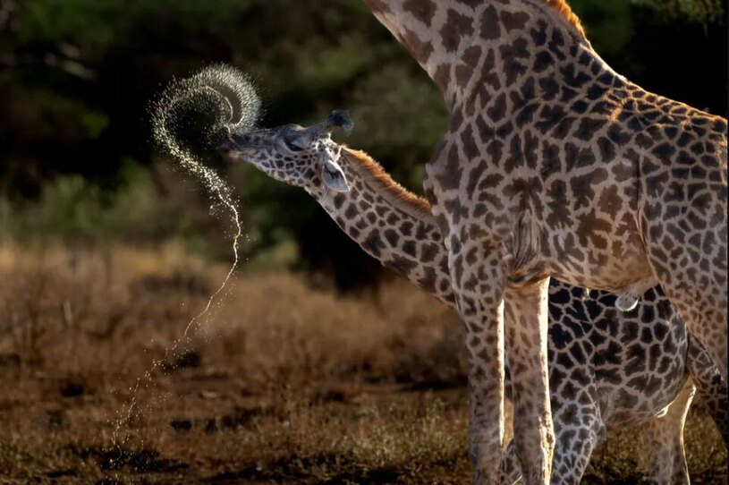 دیدنی های امروز؛ از کوهنورد افسانه ای نپال تا شهر میمون های تایلند بدون شرح