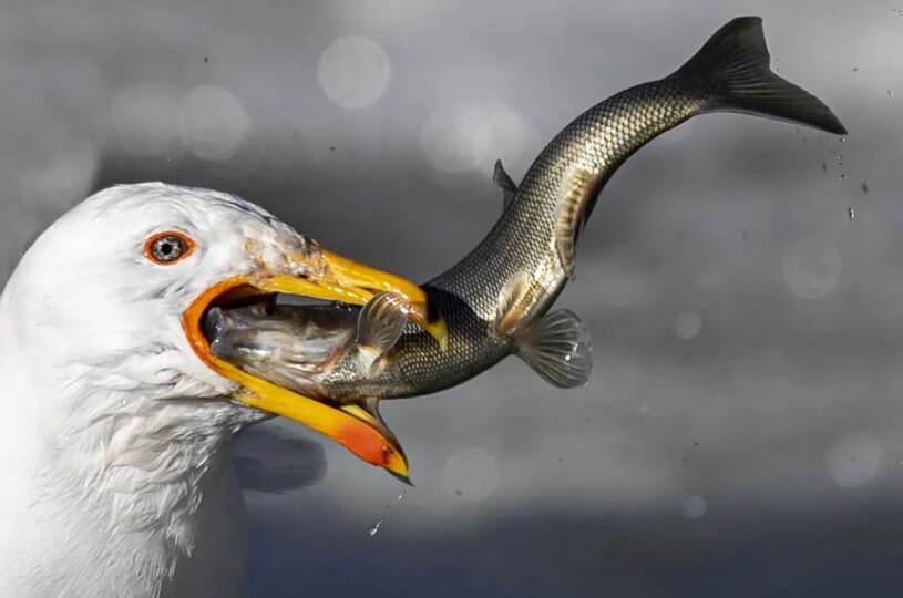 دیدنی های امروز؛ از کوهنورد افسانه ای نپال تا شهر میمون های تایلند بدون شرح