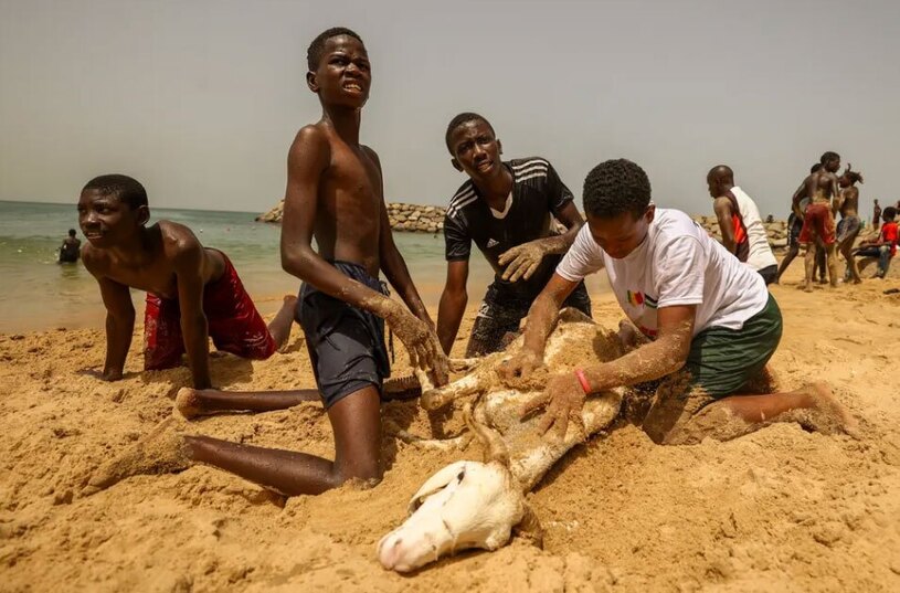 نوجوانان سنگالی در آستانه بازار احشام