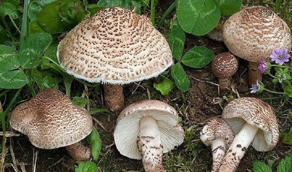 قارچ‌های خطرناک