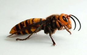حمله زنبور سرخ سربازان اسرائیلی جنوب غزه