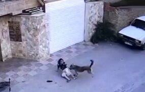 سگ ولگرد