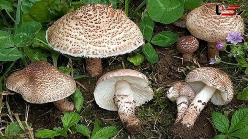 قارچ+سمی