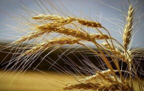 قیمت جدید گندم