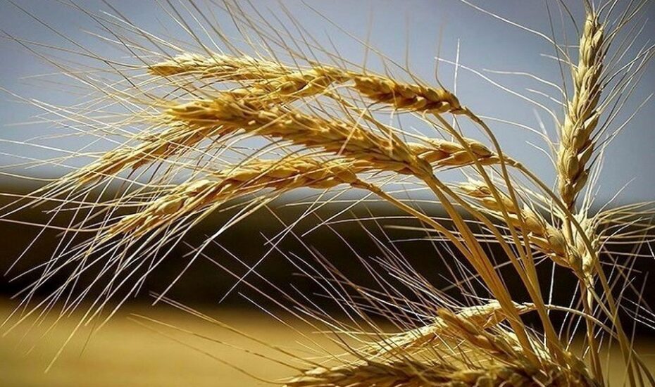 قیمت جدید گندم