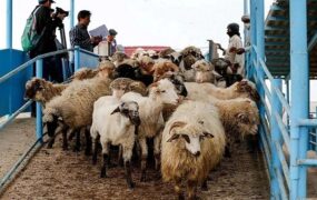 قیمت دام زنده