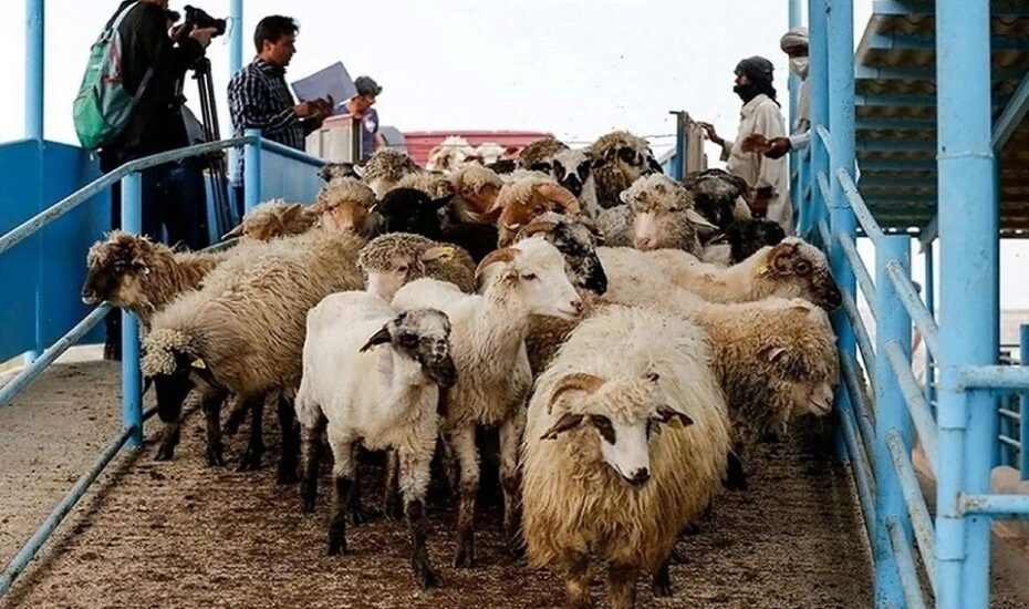 قیمت دام زنده