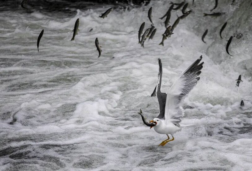 دیدنی های امروز؛ از گرمای بی سابقه در هند تا جارچی سلطنتی لندن بدون شرح