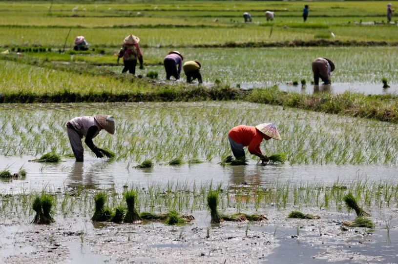 دیدنی های امروز؛ از قهرمانی رئال مادرید تا تظاهرات حامیان فلسطین شالیزار در آچه اندونزی