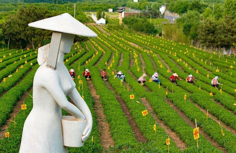برداشت برگ سبز چای در شاندونگ