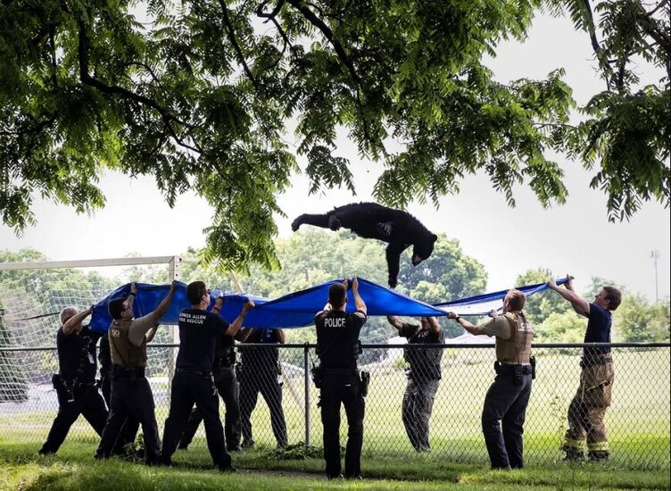 دیدنی های امروز؛ از راهپیمایی تحریک آمیز شهرک نشینان اسرائیلی تا زنده گیری خرس های وحشی گرفتن یک خرس سیاه وحشی
