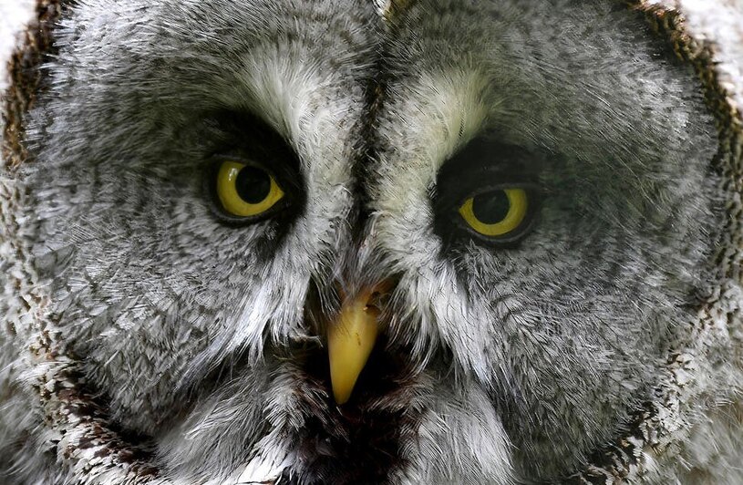 دیدنی های امروز؛ از سفر رهبران غربی به فرانسه تا اوضاع غزه جغد باغ وحش پراگ