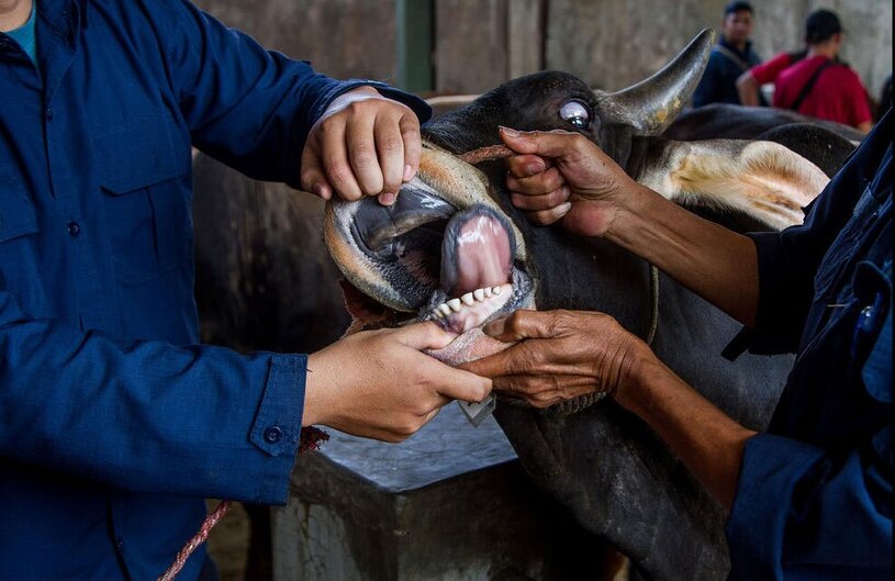 ارزیابی وضعیت سلامتی یک گاومیش