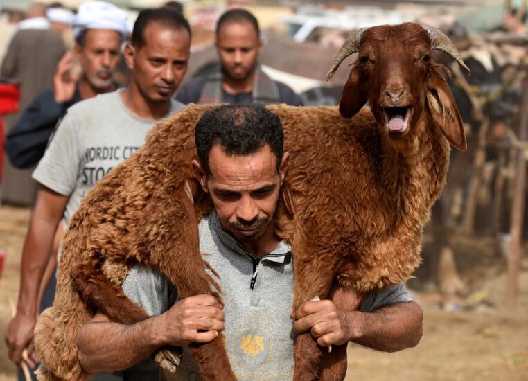 بازار فروش احشام در مصر 