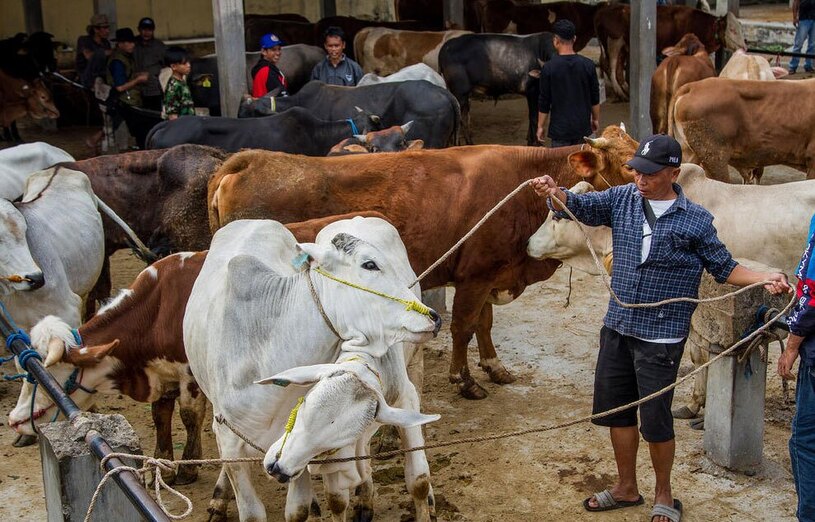 بازار فروش احشام 