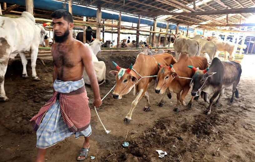 انتقال احشام به بازار فروش 