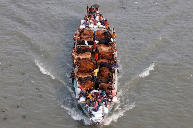 انتقال احشام به بازار فروش 