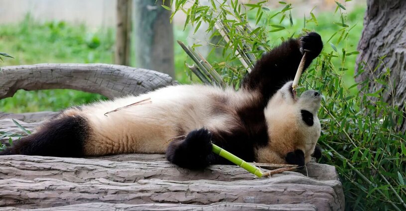یک مرکز نگهداری پاندا در چین