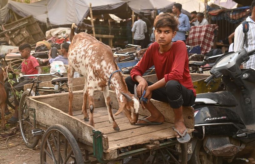 بازار فروش احشام در آستانه عیدقربان