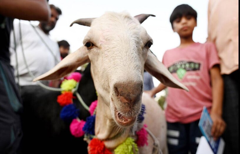 بازار فروش احشام به مناسبت عید قربان 