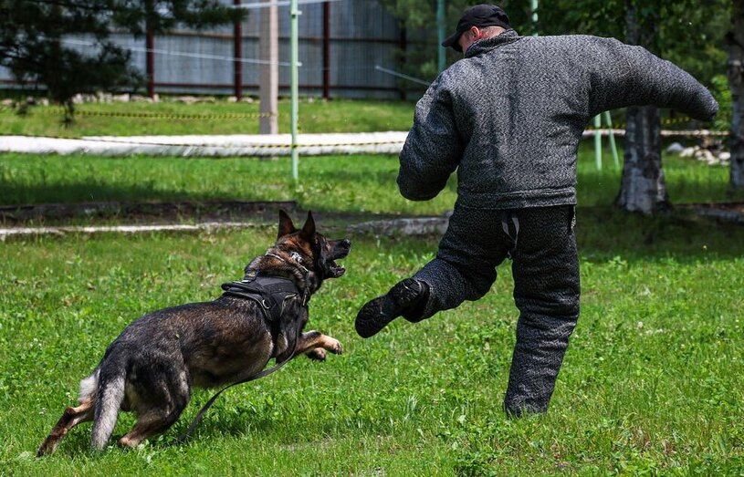 دیدنی های امروز؛ از مامور امنیتی طالبان تا قربانی های عید قربان آموزش سگ پلیس در روسیه