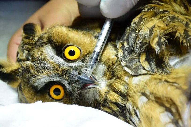 دیدنی های امروز؛ از روز جهانی یوگا تا دیدار با دالایی لاما مداوای یک جغد مجروح