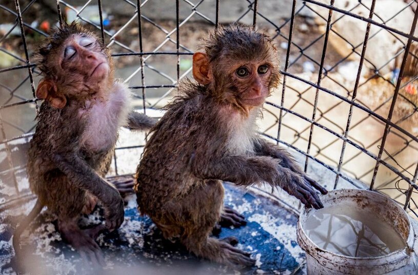 آبپاشی به میمون های باغ وحش شهر قامشلی