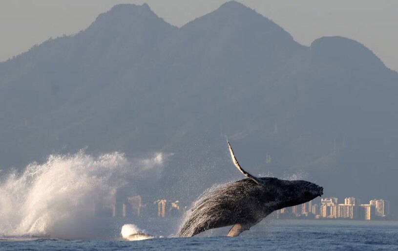 یک نهنگ گوژپشت در ساحل ریودوژانیرو