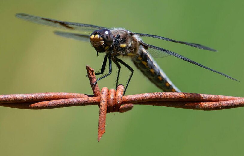 سنجاقک روی سیم خاردار یک مزرعه