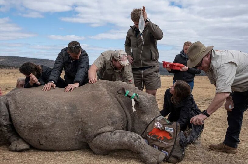 تزریق مواد رادیو اکتیو به شاخ یک کرگدن در آفریقای جنوبی