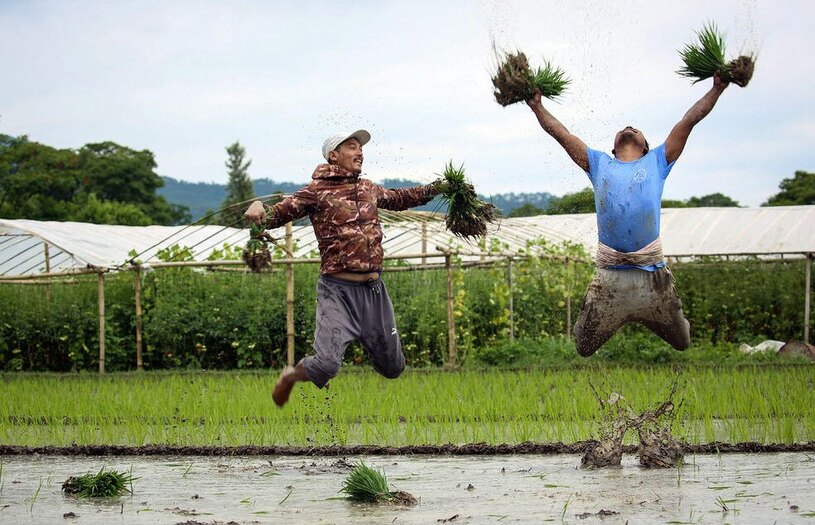 شادمانی کشاورزان در جشن "روز ملی شالیزار" 