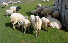 قیمت جدید دام زنده
